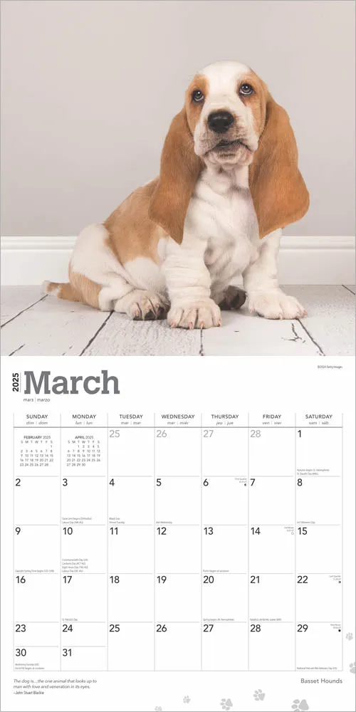 2025 Basset Hounds Wall Calendar