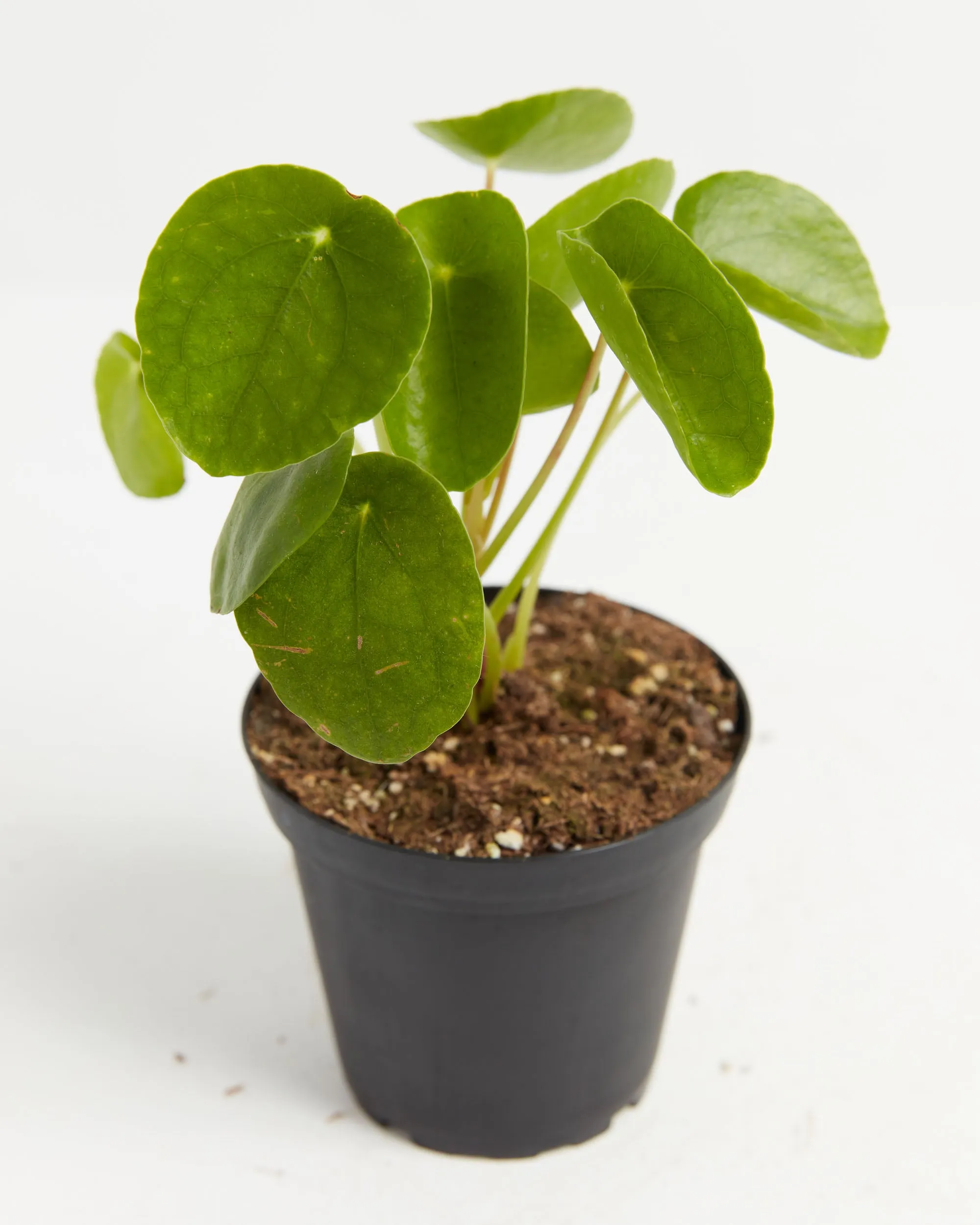 Chinese Money Tree Plant (Pilea Peperomioides)