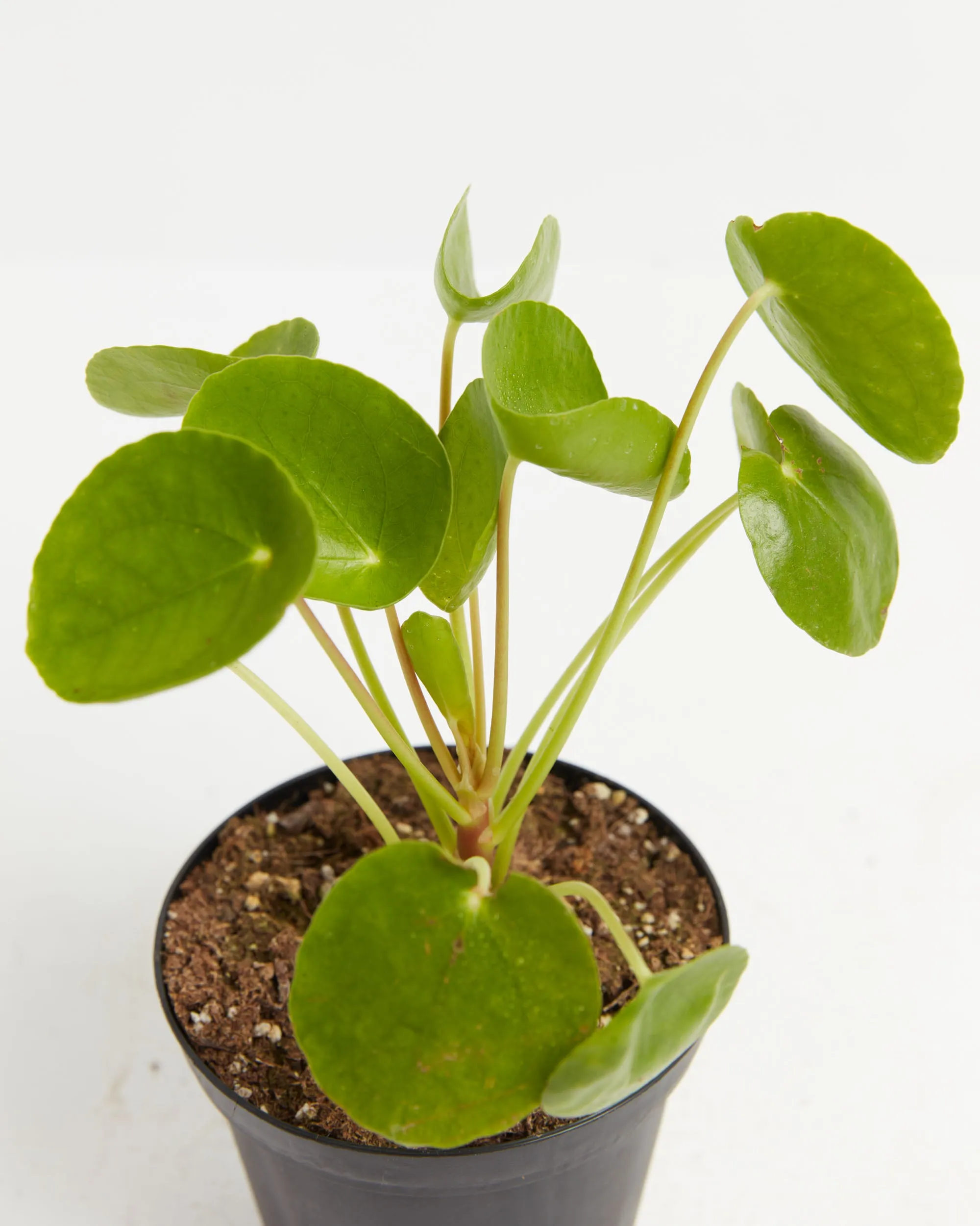 Chinese Money Tree Plant (Pilea Peperomioides)