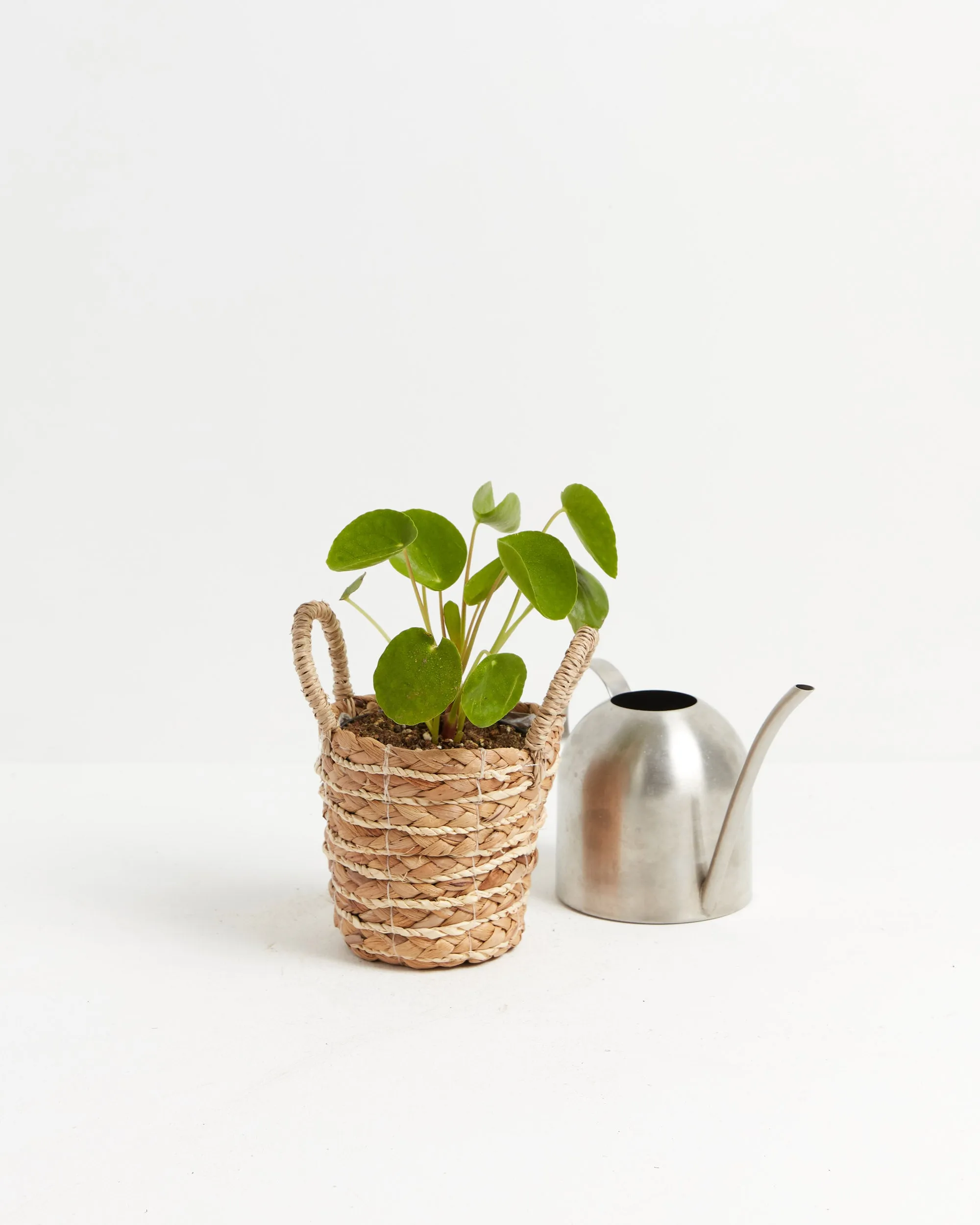 Chinese Money Tree Plant (Pilea Peperomioides)