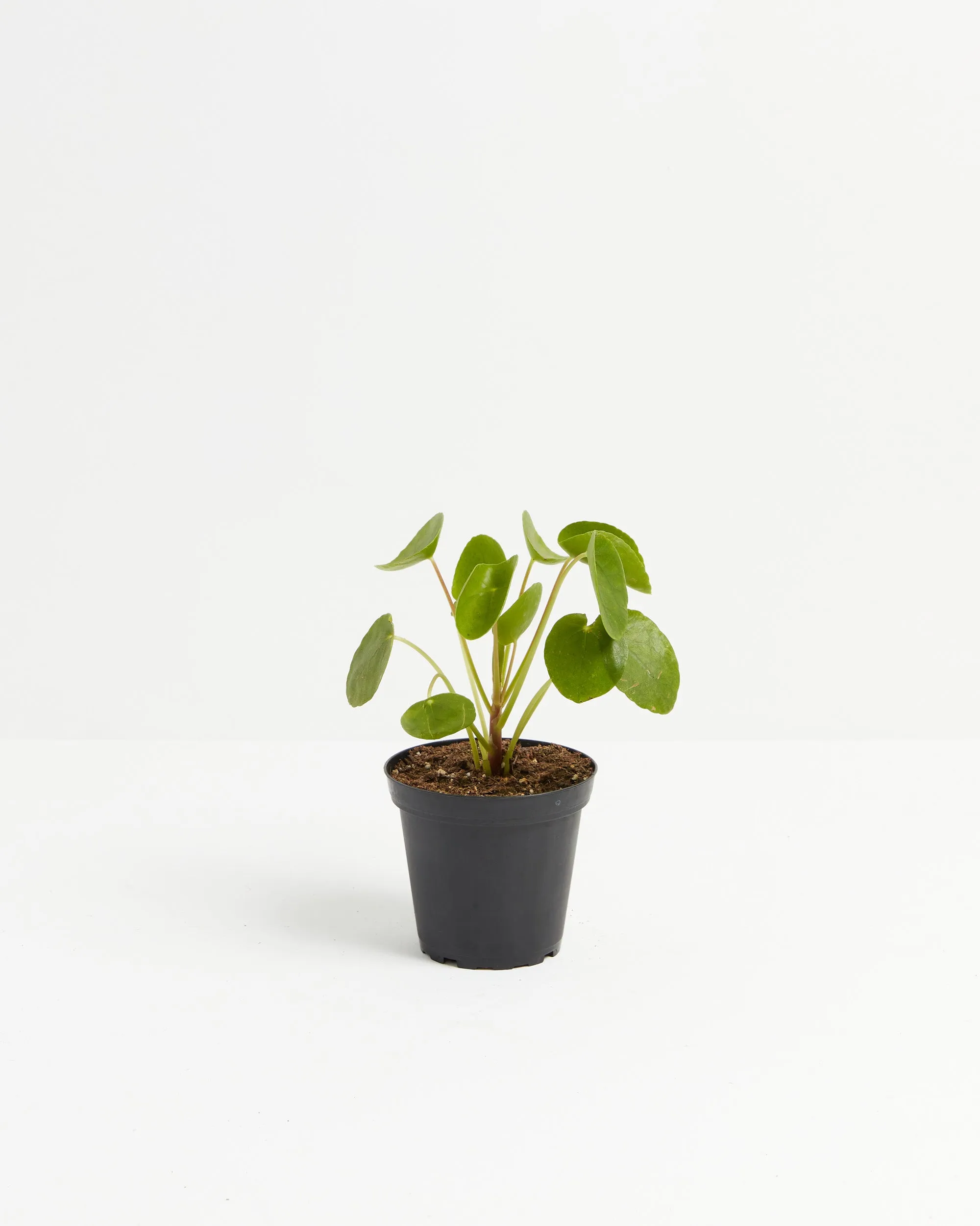 Chinese Money Tree Plant (Pilea Peperomioides)