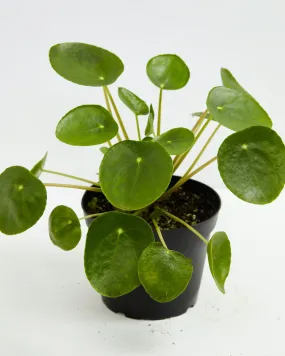 Chinese Money Tree Plant (Pilea Peperomioides)