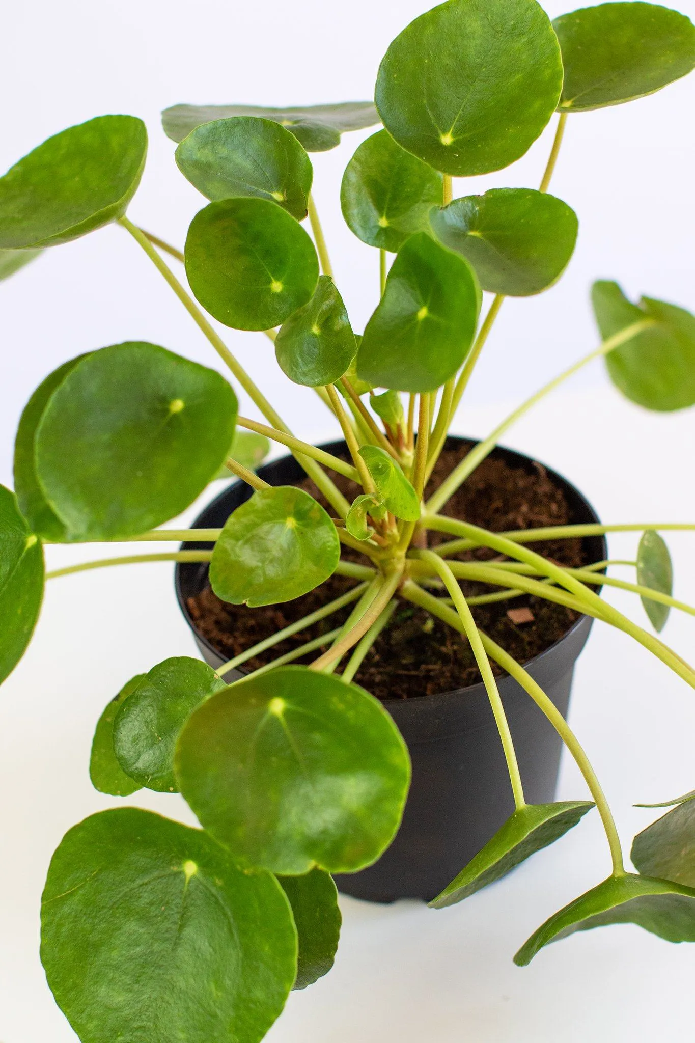 Chinese Money Tree Plant (Pilea Peperomioides)