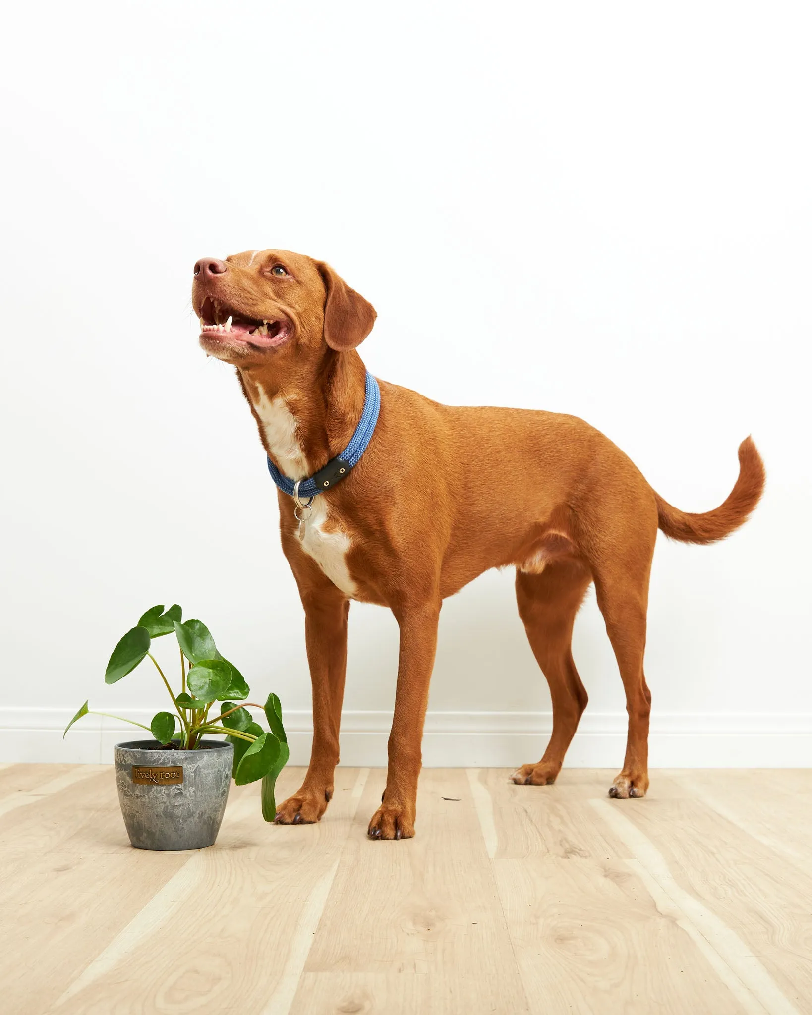 Chinese Money Tree Plant (Pilea Peperomioides)