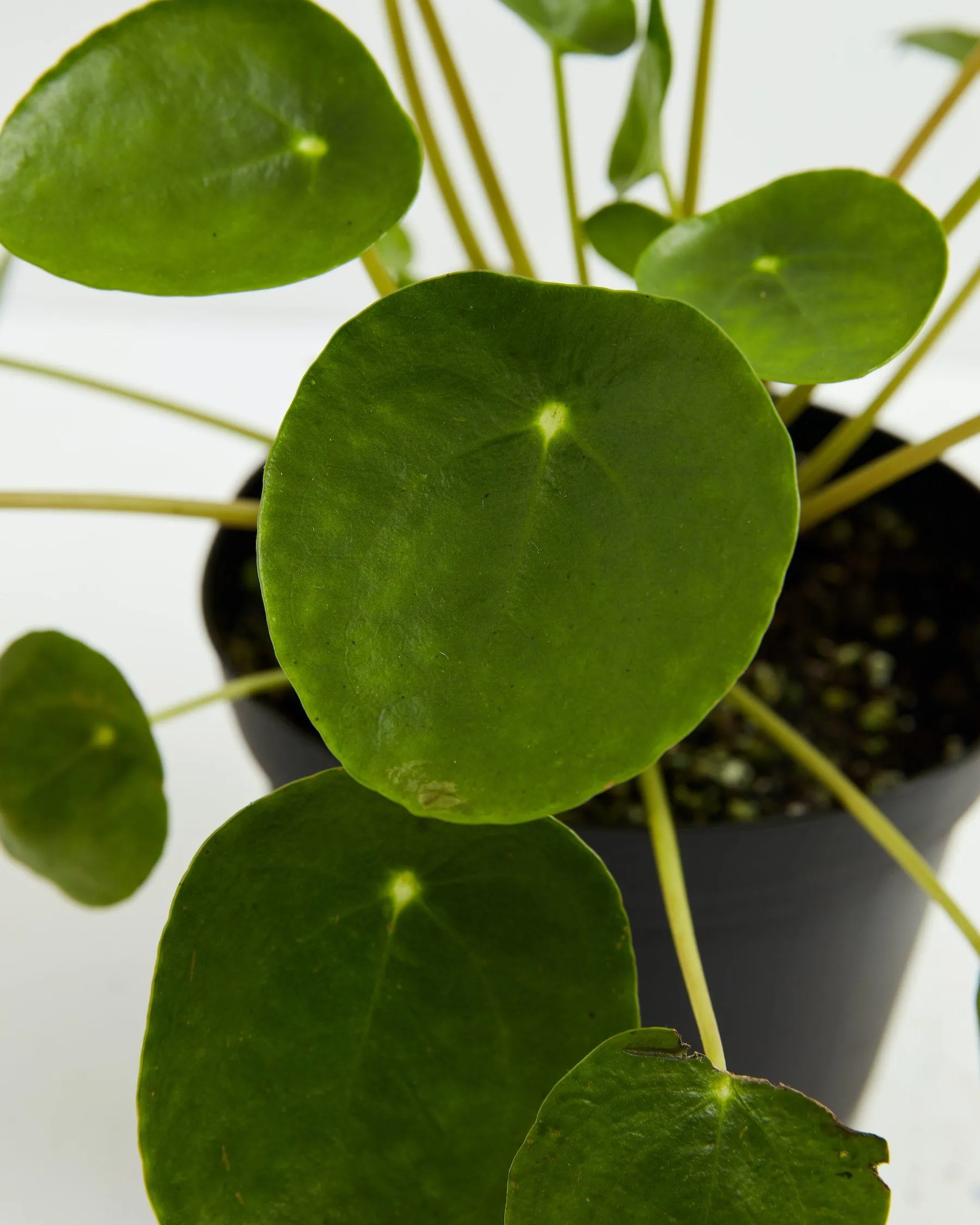 Chinese Money Tree Plant (Pilea Peperomioides)