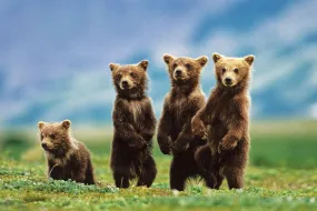 Four Brown Bear Cubs in the Wilderness Animal Beauty Poster - Eurographics